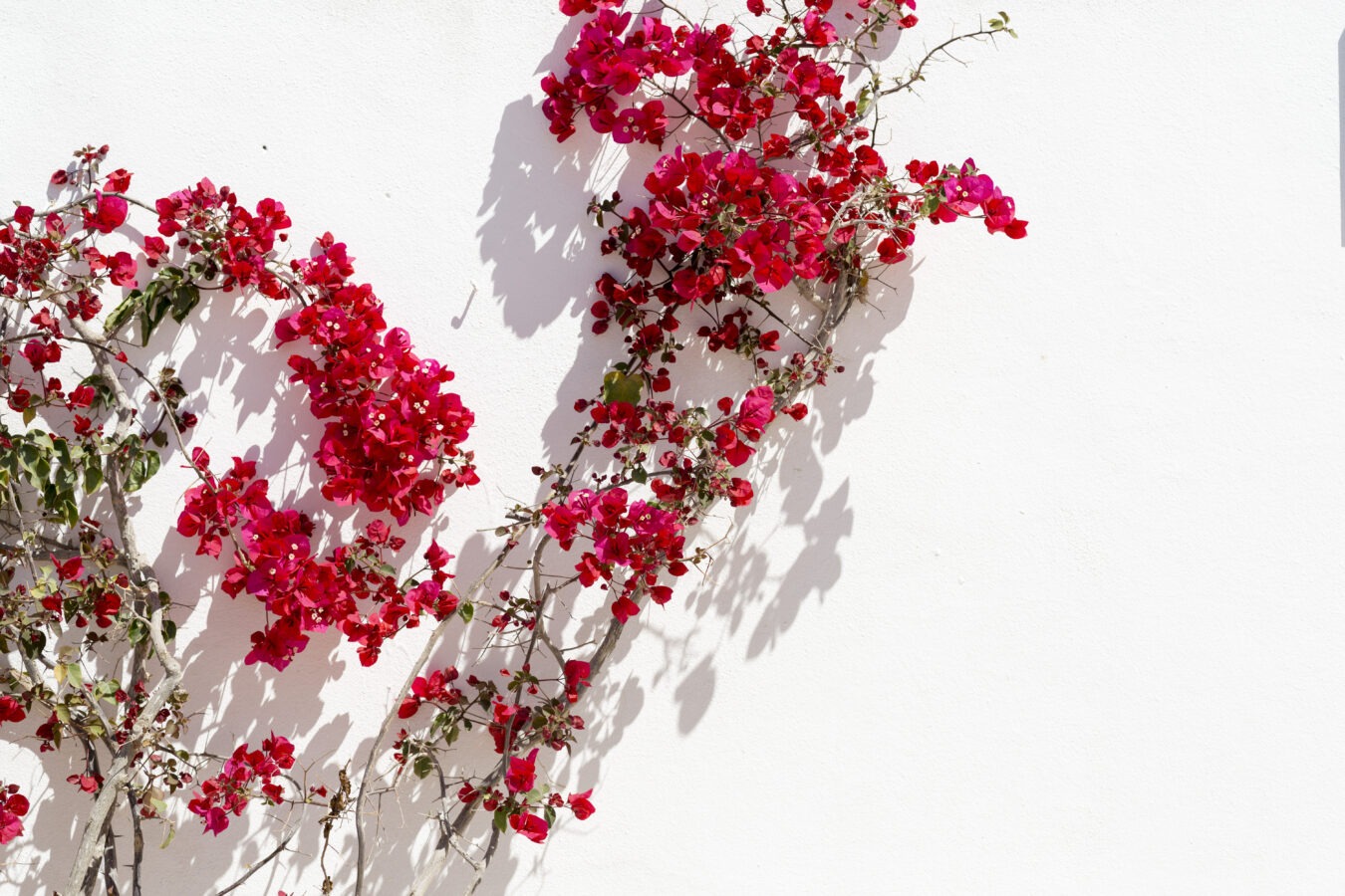 bougainvillea